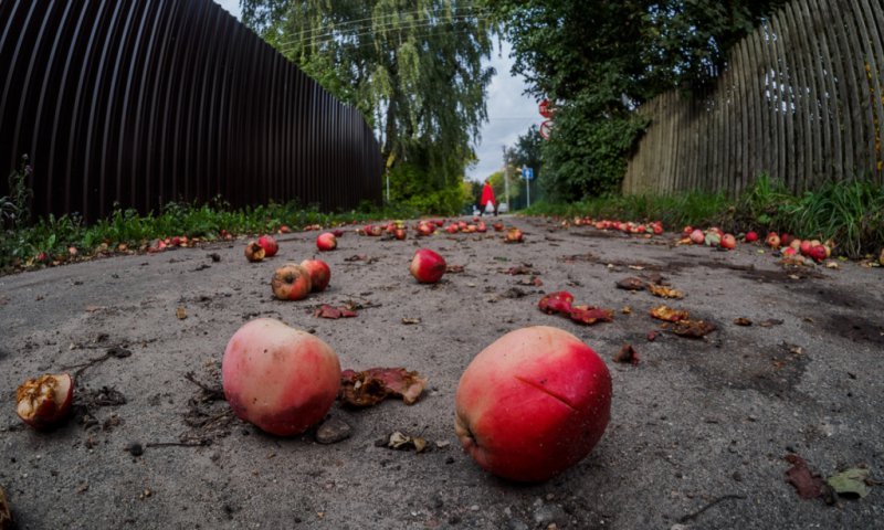 В Смоленске наступила осень (ФОТО) В Смоленске наступила осень (ФОТО)