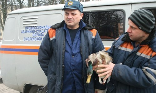 Смоленские спасатели предотвратили гибель утки с подбитым крылом Смоленские спасатели предотвратили гибель утки с подбитым крылом