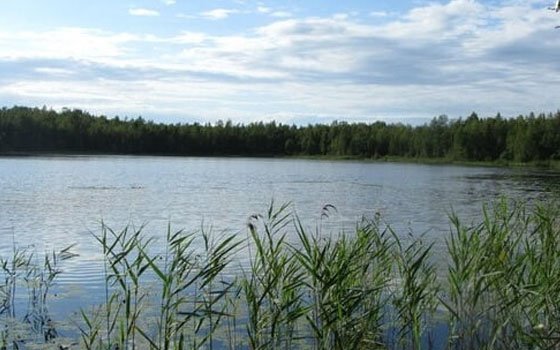 В реке Западная Двина в Велиже обнаружили тело мужчины