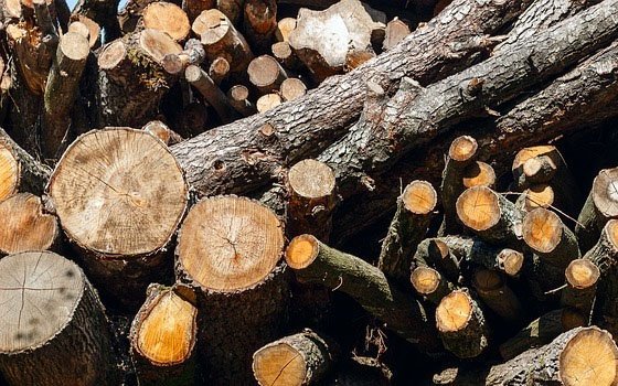 В Починковском районе лесному фонду причинили ущерб в 134 тысячи рублей