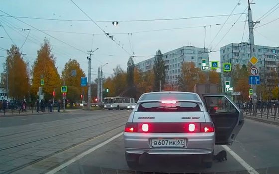 В сети Интернет опубликовали видео, как в Смоленске котенка выбросили из авто