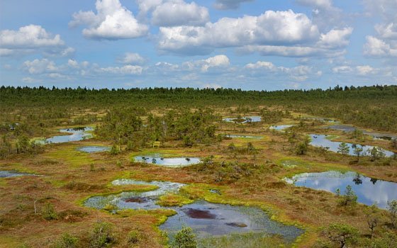 В Краснинском районе в болоте утонула 76-летняя пенсионерка