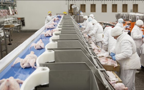 «Мираторг» увеличил производство высококачественного мяса птицы за 9 месяцев 2017 года на 18% - до 86,6 тысяч тонн