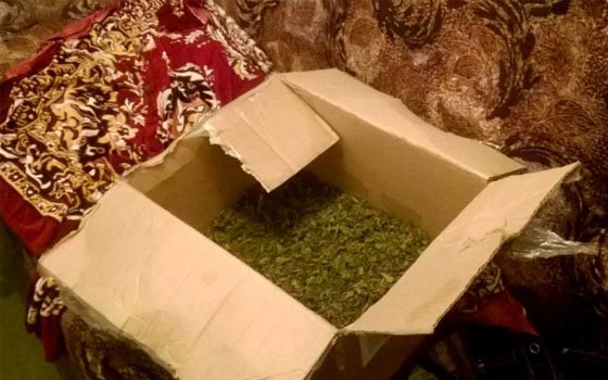 Смолянину за хранение марихуаны «светит» от трех до десяти лет заключения