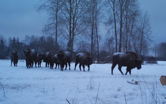 Четыре новых зубра поселятся в «Смоленском Поозерье»