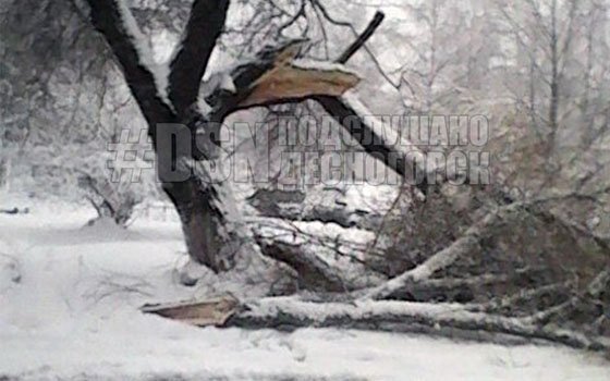 Жительницу Десногорска едва не придавило дерево