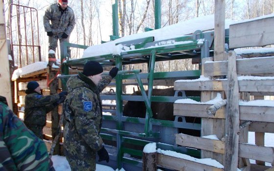 В «Смоленском Поозерье» собираются создать хорошую базу для воспроизведения потомства