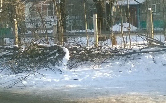 В Смоленске жители улицы Багратиона жалуются на дерево, которое никто не убирает