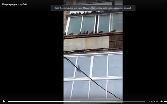 Жительница Смоленска развела в квартире голубятню (Видео)