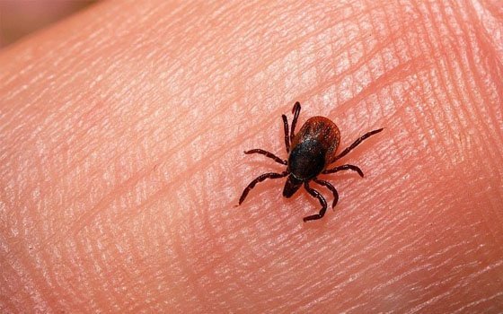 В Смоленске 19 детей пострадали от укусов клещей