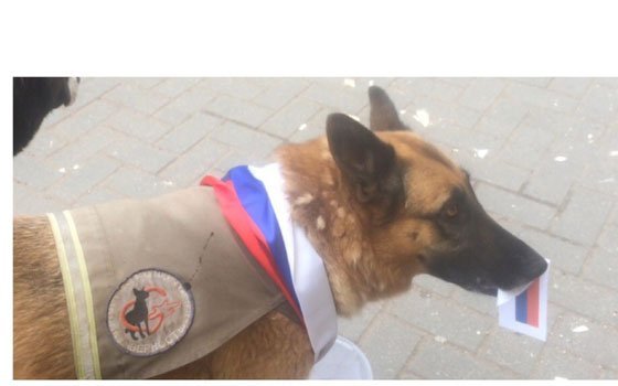 Результат матча ЧМ по футболу предвидела смоленская собака Пятница (Видео)