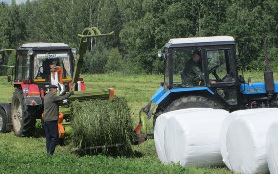 «Смоленское Поозерье» начало заготовку сена для зубров