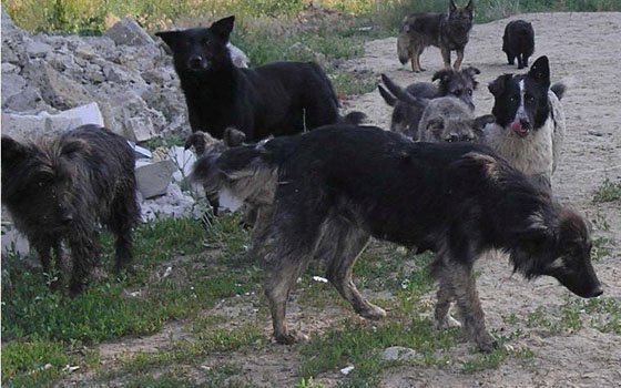 В микрорайоне Королевка стая собак напала на ребенка