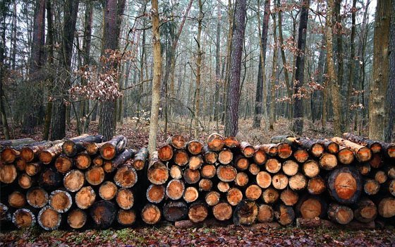 В Починковском районе лесничеству причинен ущерб в 28, 8 млн рублей