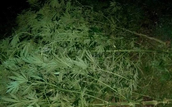 Около трех кило марихуаны вырастил смолянин в своем парнике