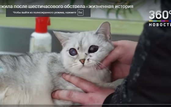 В Смоленске кошка выжила после расстрела 
