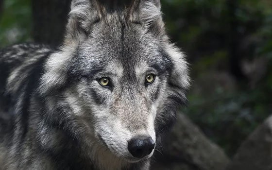 В Смоленской области от укусов волчицы пострадали три человека 