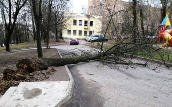 На Смоленск обрушился «деревопад» 