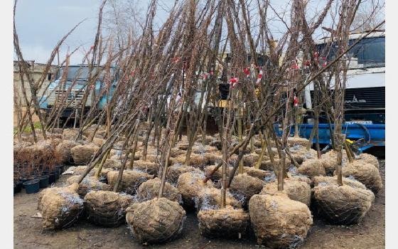 В рамках весеннего благоустройства в Смоленске начинают высаживать кусты и деревья 