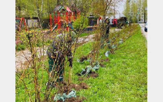 Городское озеленение продолжается в Смоленске 