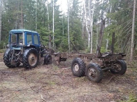 В смоленский суд отправили дело о вырубке 30 деревьев 